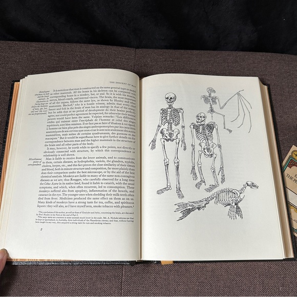 The Odyssey • Homer | Collector’s Edition - Picture 10 of 15